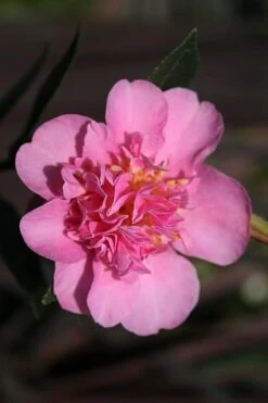 Showa No Sakae Dwarf Camellia Sasanqua - 1 Gallon Pot -Garden Plant Shop Camellia Showa No Sakae 13
