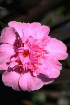 Showa No Sakae Dwarf Camellia Sasanqua - 3 Gallon Pot -Garden Plant Shop Camellia Showa No Sakae 15 1
