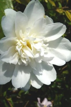 Snow Flurry Cold Hardy Camellia Hybrid - 3 Gallon Pot 3 Snow Flurry Cold Hardy Camellia Hybrid - 3 Gallon Pot -Garden Plant Shop Camellia Snow Flurry 2