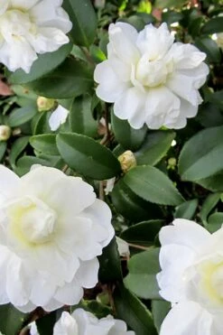 Snow Flurry Cold Hardy Camellia Hybrid - 3 Gallon Pot 6 Snow Flurry Cold Hardy Camellia Hybrid - 3 Gallon Pot -Garden Plant Shop Camellia Snow Flurry 6