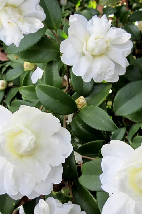 Snow Flurry Cold Hardy Camellia Hybrid - 3 Gallon Pot Snow Flurry Cold Hardy Camellia Hybrid - 3 Gallon Pot -Garden Plant Shop Camellia Snow Flurry 6