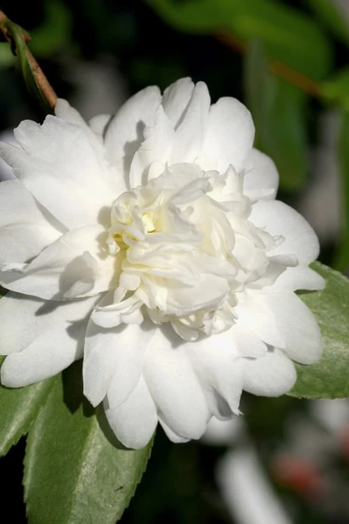 Snow Flurry Cold Hardy Camellia Hybrid - 3 Gallon Pot Snow Flurry Cold Hardy Camellia Hybrid - 3 Gallon Pot -Garden Plant Shop Camellia Snow Flurry 8