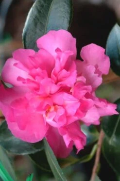 Sparkling Burgundy Camellia Sasanqua - 3 Gallon Pot 3 Sparkling Burgundy Camellia Sasanqua - 3 Gallon Pot -Garden Plant Shop Camellia Sparkling Burgundy 21