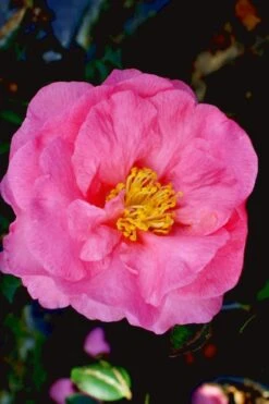Stephanie Golden Dwarf Camellia Sasanqua - 1 Gallon Pot -Garden Plant Shop Camellia Stephanie Golden 12 1