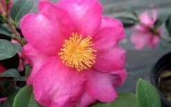 Stephanie Golden Dwarf Camellia Sasanqua - 1 Gallon Pot -Garden Plant Shop Camellia Stephanie Golden Closeup Flower 1