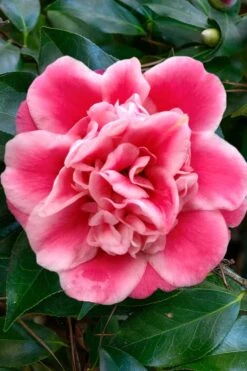 Tama Bambino Camellia Japonica - 3 Gallon Pot -Garden Plant Shop Camellia Tama Bambino 1