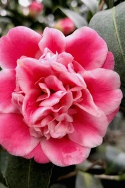 Tama Bambino Camellia Japonica - 1 Gallon Pot 3 Tama Bambino Camellia Japonica - 1 Gallon Pot -Garden Plant Shop Camellia Tama Bambino 11 1