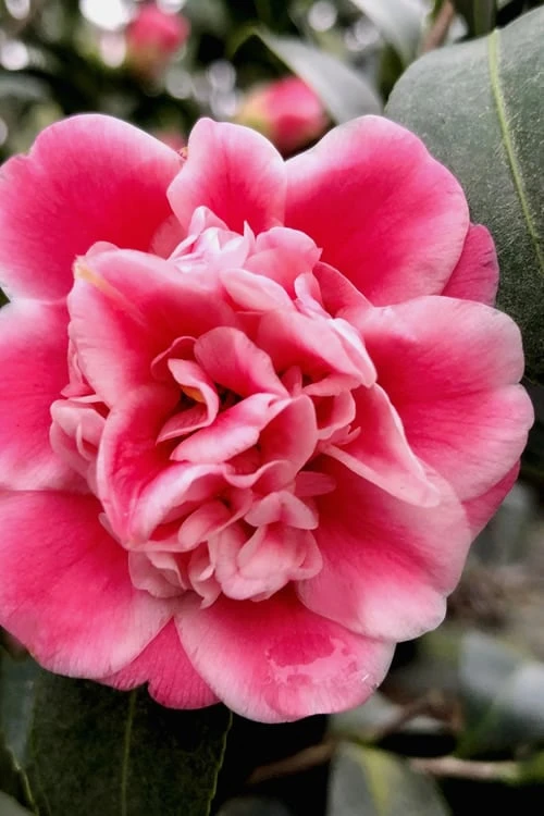 Tama Bambino Camellia Japonica - 1 Gallon Pot Tama Bambino Camellia Japonica - 1 Gallon Pot -Garden Plant Shop Camellia Tama Bambino 11 1