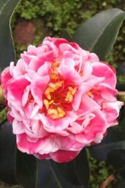 Tama Bambino Camellia Japonica - 1 Gallon Pot 5 Tama Bambino Camellia Japonica - 1 Gallon Pot -Garden Plant Shop Camellia Tama Bambino 2 1
