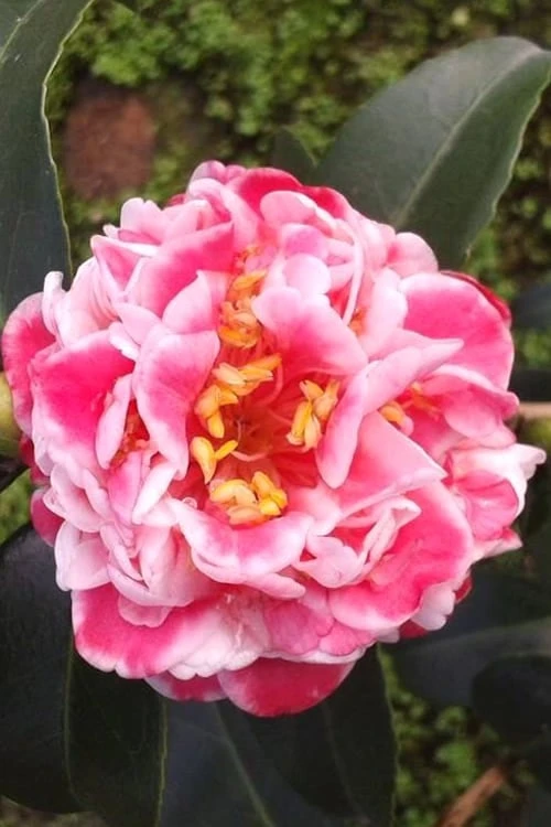 Tama Bambino Camellia Japonica - 1 Gallon Pot Tama Bambino Camellia Japonica - 1 Gallon Pot -Garden Plant Shop Camellia Tama Bambino 2 1