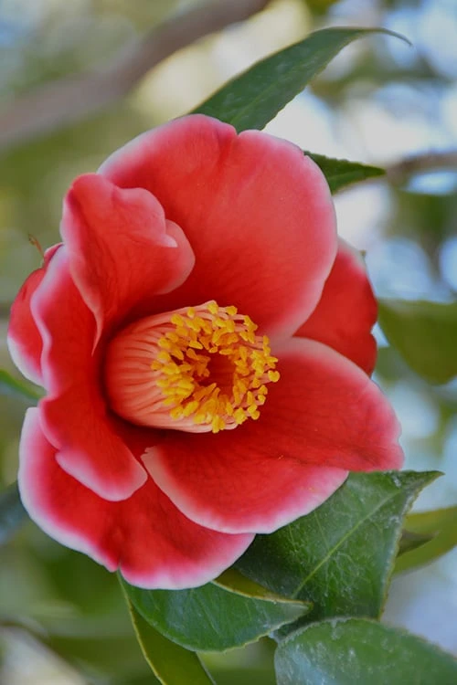 Tama Electra Camellia Japonica - 1 Gallon Pot Tama Electra Camellia Japonica - 1 Gallon Pot -Garden Plant Shop Camellia Tama Electra 11