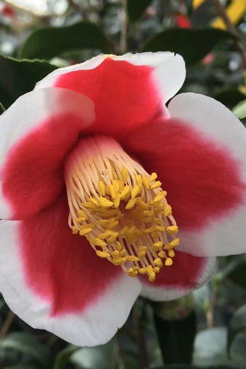 Tama no Ura Weeping Camellia Japonica - 1 Gallon Pot Tama No Ura Weeping Camellia Japonica - 1 Gallon Pot -Garden Plant Shop Camellia Tama No Ura 1