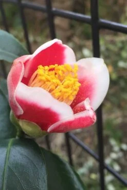 Tama No Ura Weeping Camellia Japonica - 3 Gallon Pot 6 Tama No Ura Weeping Camellia Japonica - 3 Gallon Pot -Garden Plant Shop Camellia Tama No Ura 4 1