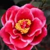 Tama Vino Camellia Japonica - 3 Gallon Pot