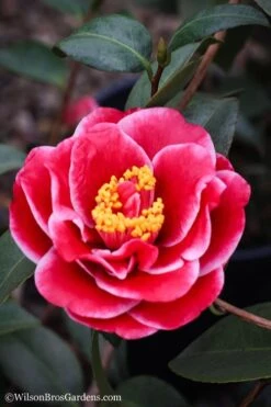 Tama Vino Camellia Japonica - 1 Gallon Pot 5 Tama Vino Camellia Japonica - 1 Gallon Pot -Garden Plant Shop Camellia Tama Vinio 7 1
