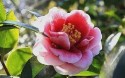 Tama Vino Camellia Japonica - 1 Gallon Pot 7 Tama Vino Camellia Japonica - 1 Gallon Pot -Garden Plant Shop Camellia Tama Vino 7 1