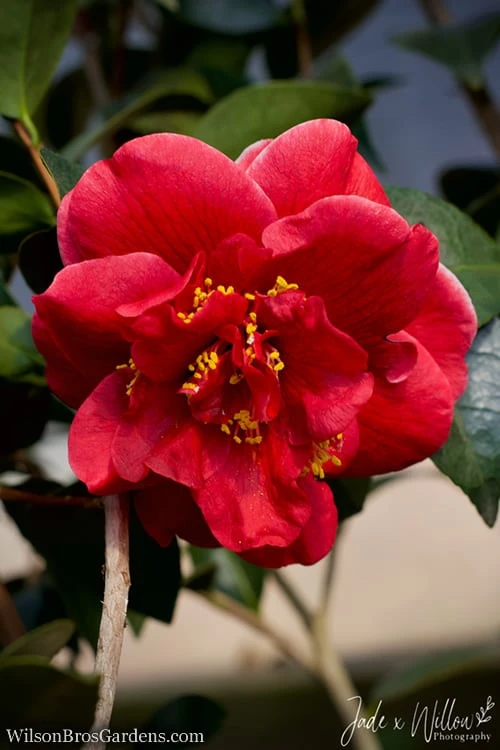 Tama Vino Camellia Japonica - 1 Gallon Pot Tama Vino Camellia Japonica - 1 Gallon Pot -Garden Plant Shop Camellia Tama Vino JW 1 1