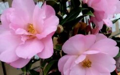 Taylors Perfection Pink Camellia Hybrid - 3 Gallon Pot -Garden Plant Shop Camellia Taylors Perfection 61