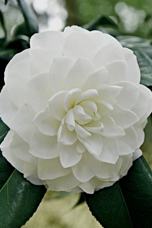 White By The Gate Camellia Japonica - 7 Gallon Pot White By The Gate Camellia Japonica - 7 Gallon Pot -Garden Plant Shop Camellia White By The Gate 5 2