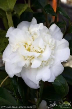 White Debutante Camellia Japonica - 3 Gallon Pot -Garden Plant Shop Camellia White Debutante JW 2