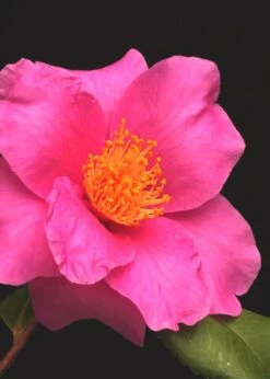 Winter's Fire Cold Hardy Camellia - 1 Gallon Pot -Garden Plant Shop Camellia Winters Fire 13 1