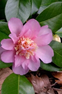 Winter's Interlude Cold Hardy Pink Camellia - 1 Gallon Pot