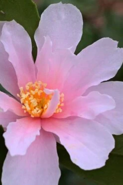 Winter's Toughie Cold Hardy Camellia - 1 Gallon Pot -Garden Plant Shop Camellia Winters Toughie 3 1