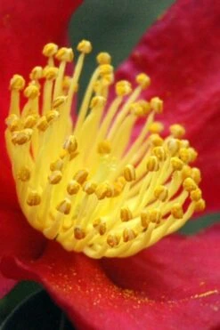 Yuletide Camellia Sasanqua - 6 Pack Of 1 Gallon Pots -Garden Plant Shop Camellia Yuletide 30