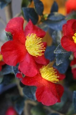 Yuletide Camellia Sasanqua - 2.5 Quart Pot -Garden Plant Shop Camellia Yuletide 32 4