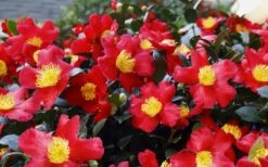 Yuletide Camellia Sasanqua - 6 Pack Of 1 Gallon Pots -Garden Plant Shop Camellia Yuletide 34