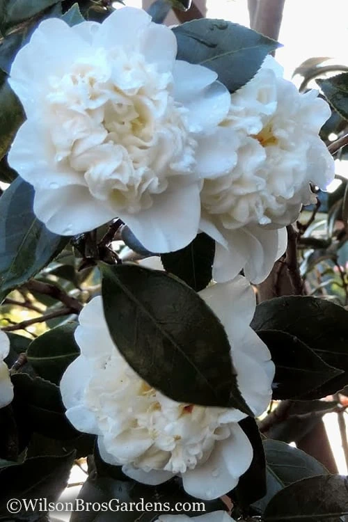 Fifth Avenue White Camellia Japonica - 3 Gallon Pot Fifth Avenue White Camellia Japonica - 3 Gallon Pot -Garden Plant Shop Camellia fifth avenue 20
