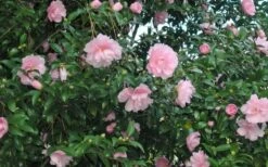 Cotton Candy Camellia Sasanqua - 3 Gallon Pot 3 Cotton Candy Camellia Sasanqua - 3 Gallon Pot -Garden Plant Shop CamelliaCottonCandy 2