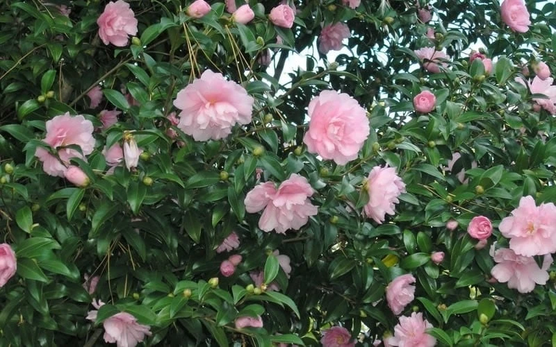 Cotton Candy Camellia Sasanqua - 3 Gallon Pot Cotton Candy Camellia Sasanqua - 3 Gallon Pot -Garden Plant Shop CamelliaCottonCandy 2