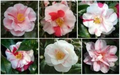 Lady Vansittart Multicolor Camellia Japonica - 1 Gallon Pot 5 Lady Vansittart Multicolor Camellia Japonica - 1 Gallon Pot -Garden Plant Shop CamelliaLadyVasittart 2