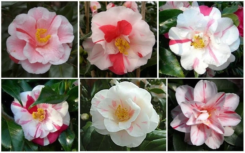 Lady Vansittart Multicolor Camellia Japonica - 1 Gallon Pot Lady Vansittart Multicolor Camellia Japonica - 1 Gallon Pot -Garden Plant Shop CamelliaLadyVasittart 2