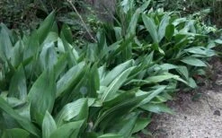 Cast Iron Plant - 3 Gallon Pot -Garden Plant Shop Cast Iron Plant 3 2