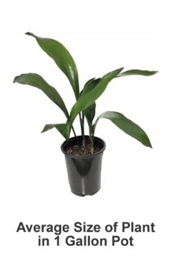 Cast Iron Plant - 2 Gallon Pot -Garden Plant Shop Cast iron Plant 20