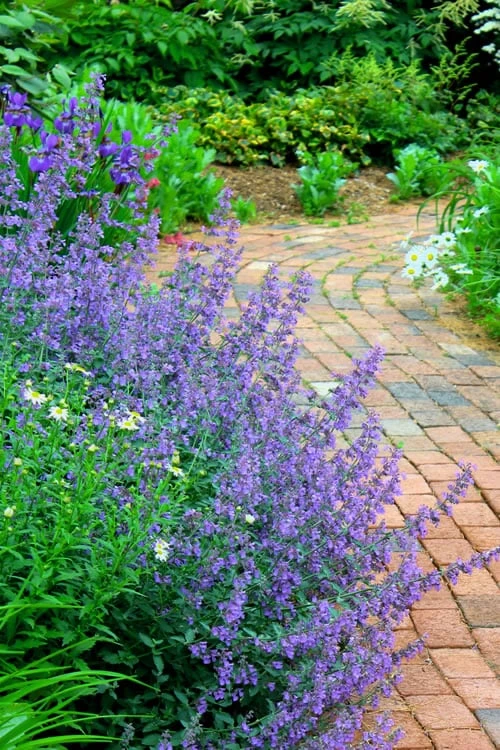 Walker's Low Catmint (Nepeta x faassenii) - 6 Pack of 1 Gallon Pots Walker's Low Catmint (Nepeta X Faassenii) - 6 Pack Of 1 Gallon Pots -Garden Plant Shop Catmint Walkers Low 3