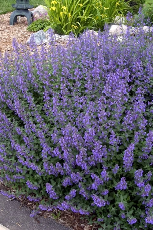 Walker's Low Catmint (Nepeta x faassenii) - 6 Pack of 1 Gallon Pots Walker's Low Catmint (Nepeta X Faassenii) - 6 Pack Of 1 Gallon Pots -Garden Plant Shop Catmint Walkers Low 4