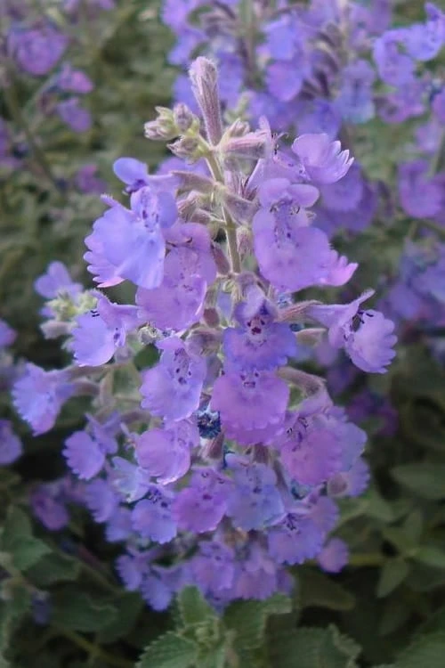 Walker's Low Catmint (Nepeta x faassenii) - 6 Pack of 1 Gallon Pots Walker's Low Catmint (Nepeta X Faassenii) - 6 Pack Of 1 Gallon Pots -Garden Plant Shop Catmint Walkers Low 5