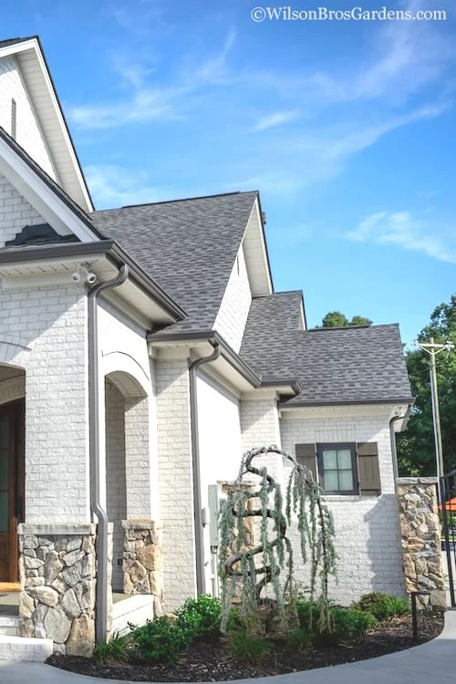 Serpentine Weeping Blue Atlas Cedar - 3 Gallon Pot Serpentine Weeping Blue Atlas Cedar - 3 Gallon Pot -Garden Plant Shop Cedar Blue Atlas Serpentine 11 1