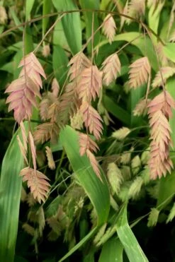 Upland Sea Oats (Chasmanthium Latifolium) - 16 Pack Of 1 Gallon Pots 7 Upland Sea Oats (Chasmanthium Latifolium) - 16 Pack Of 1 Gallon Pots -Garden Plant Shop Chasmanthium 10