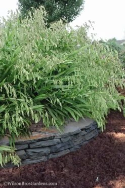 Upland Sea Oats (Chasmanthium Latifolium) - 16 Pack Of 1 Gallon Pots 4 Upland Sea Oats (Chasmanthium Latifolium) - 16 Pack Of 1 Gallon Pots -Garden Plant Shop Chasmanthium Latifolium 6