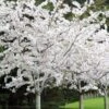 Yoshino Flowering Cherry Tree - 5 Gallon Pot