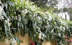 Snowdrift Evergreen Clematis Armandii - 5 Gallon Pot -Garden Plant Shop Clematis Armandii Snowdrift 51 2