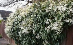 Snowdrift Evergreen Clematis Armandii - 5 Gallon Pot -Garden Plant Shop Clematis Snowdrift 22 2