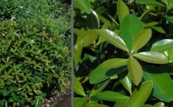 Bigfoot Cleyera Japonica - 3 Gallon Pot 3 Bigfoot Cleyera Japonica - 3 Gallon Pot -Garden Plant Shop Cleyera Bigfoot