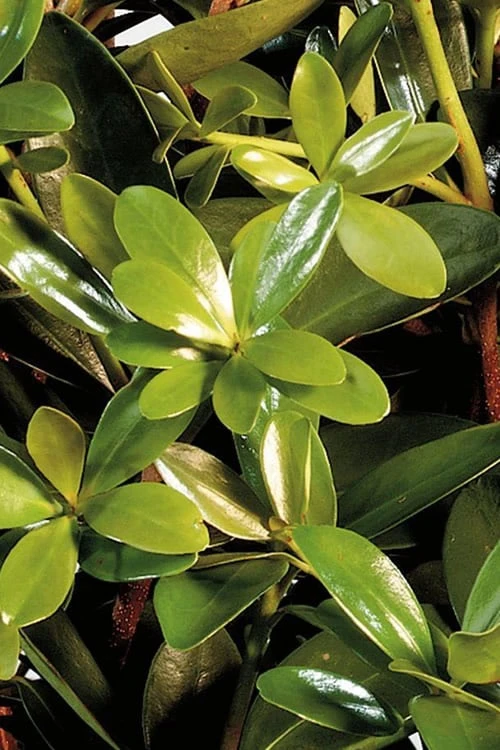 Bigfoot Cleyera Japonica - 3 Gallon Pot Bigfoot Cleyera Japonica - 3 Gallon Pot -Garden Plant Shop Cleyera Bigfoot 500x750 1