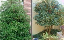 Bigfoot Cleyera Japonica - 3 Gallon Pot 4 Bigfoot Cleyera Japonica - 3 Gallon Pot -Garden Plant Shop Cleyera Bigfoot Tree