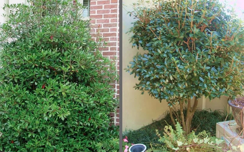 Bigfoot Cleyera Japonica - 3 Gallon Pot Bigfoot Cleyera Japonica - 3 Gallon Pot -Garden Plant Shop Cleyera Bigfoot Tree